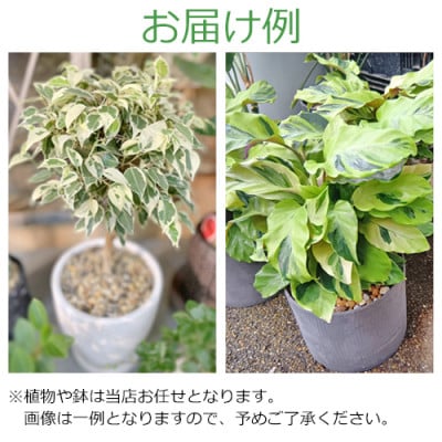 【発送月固定定期便】おまかせ　そのまま飾れるインテリアグリーン(観葉植物)全6回