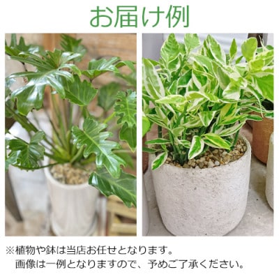 【発送月固定定期便】おまかせ　そのまま飾れるインテリアグリーン(観葉植物)全6回