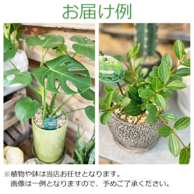 【発送月固定定期便】おまかせ　そのまま飾れるインテリアグリーン(観葉植物)全6回