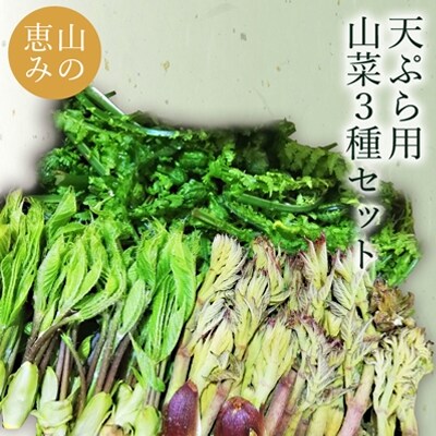 【R7年4月～5月先行受付】天ぷら用山菜3種約650g(たらの芽、こしあぶら、こごみ)_H048