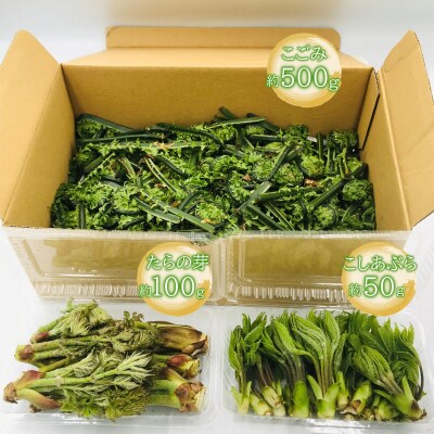 【R7年4月～5月先行受付】天ぷら用山菜3種約650g(たらの芽、こしあぶら、こごみ)_H048