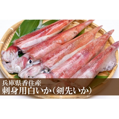 (先行予約)刺身用白いか(剣先いか)(令和7年6月下旬以降の発送)