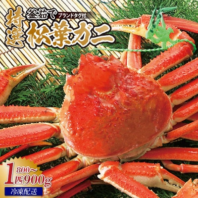 松葉がに 釜茹で 特選 冷凍 兵庫県香住産 約800～900g×1匹【2025年11月中旬以降発送】