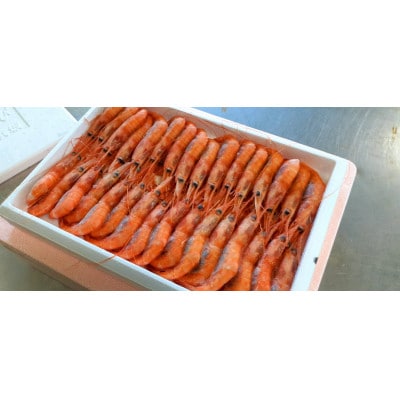 天然!大ぶり「甘えび」!