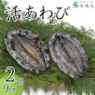 活あわび 養殖 9cm×2枚 160～200g　20-11