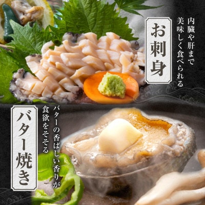 活あわび 養殖 9cm×2枚 160～200g　20-11