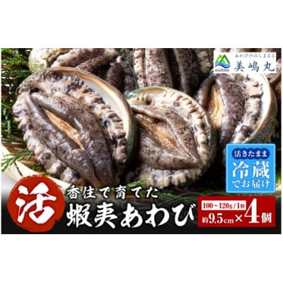 活あわび 養殖 9.5cm×4枚 400g～480g　20-03