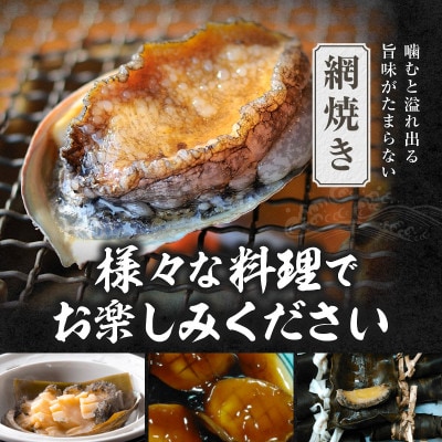 活あわび 養殖 8cm×4枚 280～320g　20-01