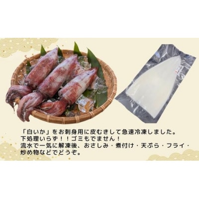 柔らかくて甘い!お刺身用 白イカむき身 350g(冷凍)