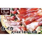 白イカ(冷凍)約1.5kg(5-8杯程度入)