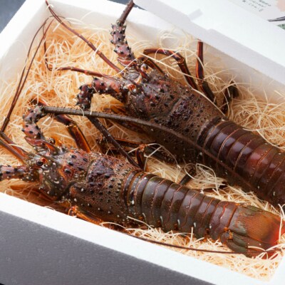 活伊勢海老【3kg】