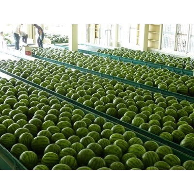 尾花沢すいか 2025年産 大玉 3L×2玉(1玉約8kg)  ja-suo2x3