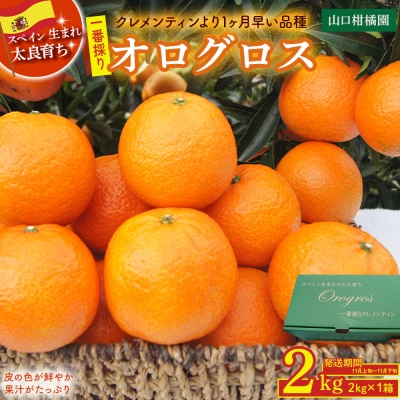 一番採りクレメンティン!新品種「オログロス」 2kg　L131