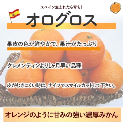 一番採りクレメンティン!新品種「オログロス」 2kg　L131