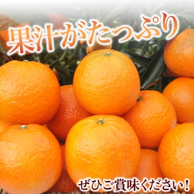 一番採りクレメンティン!新品種「オログロス」 2kg　L131