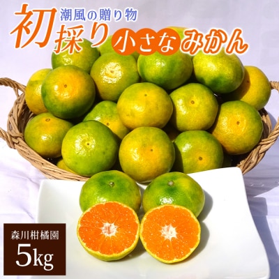 潮風の贈り物 初採り小さなみかん5kg　L97