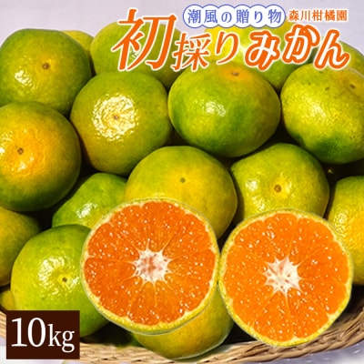 潮風の贈り物 初採りみかん10kg　N163