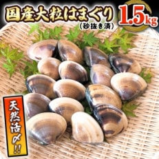 国産　天然活〆はまぐり 大粒　約1.5kg　(約500g×3パック)　砂抜き済み!【AU030ya】