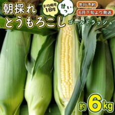 令和5年産【先行受付・6月下旬以降順次発送予定】 朝採りとうもろこし(ゴールドラッシュ) 約6kg | ふるさと納税のお礼品