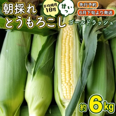 令和5年産【先行受付・6月下旬以降順次発送予定】 朝採りとうもろこし(ゴールドラッシュ) 約6kg