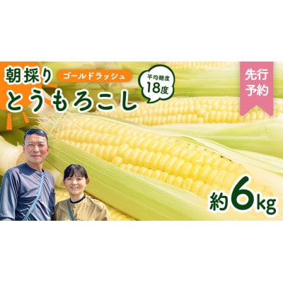ふるさと納税 とうもろこし 熊本県 八代市 先行予約 熊本県八代 ふるさと納税 とうもろこし 熊本県 八代市 先行予約 熊本県八代