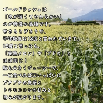 令和5年産【先行受付・6月下旬以降順次発送予定】 朝採りとうもろこし(ゴールドラッシュ) 約6kg