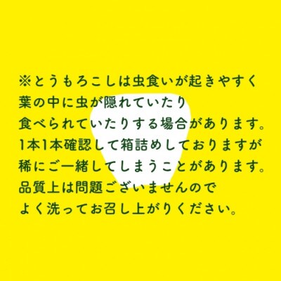 令和5年産【先行受付・6月下旬以降順次発送予定】 朝採りとうもろこし(ゴールドラッシュ) 約6kg