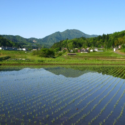 出雲國仁多米2kg