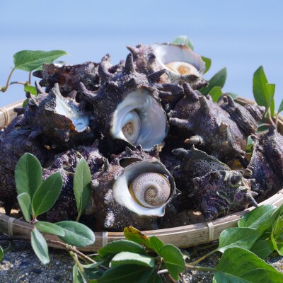 【西ノ島産】活サザエ2.5kg | ふるさと納税のお礼品