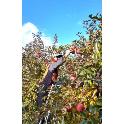 WINERY JUN【喜多方シードル2024】750ml×1本