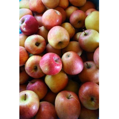 WINERY JUN【喜多方シードル2024】750ml×1本