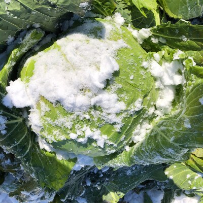 会津発季節の野菜だより(小・秋冬)[お米2kg(精米)+野菜(3～5種類)]【07208-0258】