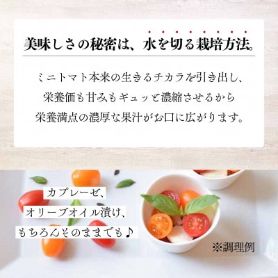 有機ミニトマト宝石箱ギフトセット(2箱セット)産地直送 オーガニック 野菜