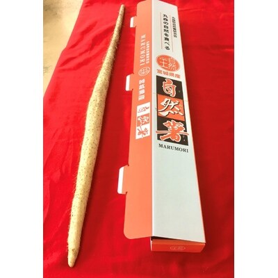 宮城県丸森町産　自然薯1kg