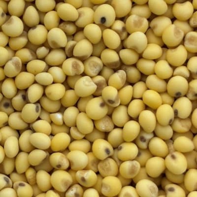 【季節限定品・寒もち】国産100%!切り餅(きび餅・10切入)×4袋セット