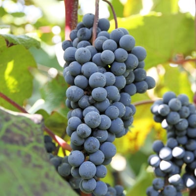 宮田ぶどうジュース　12本セット