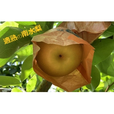 【令和8年10月上旬～順次発送】山の中の小さな果樹園『適熟の南水梨』 5kg(8～16玉)
