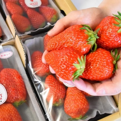 宮田村産　ウエストファームのいちご　紅ほっぺ　約240g×4パック