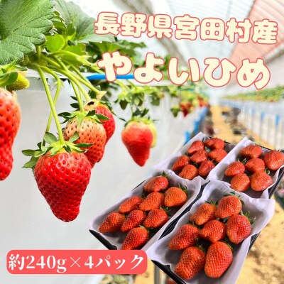 宮田村産　ウエストファームのいちご　やよいひめ　約240g×4パック
