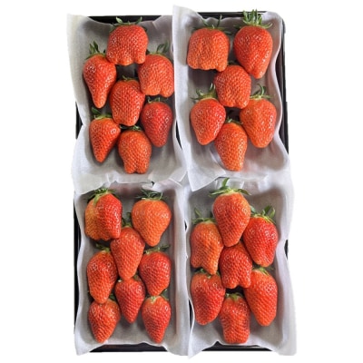 宮田村産　ウエストファームのいちご　やよいひめ　約240g×4パック