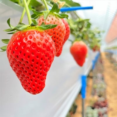 宮田村産　ウエストファームのいちご　やよいひめ　約240g×4パック