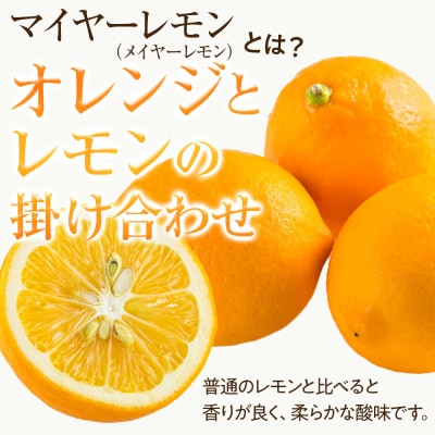 (先行受付)【南信州レモン】ハウス栽培減農薬「マイヤーレモン」と無添加「マイヤーレモン ママレード」