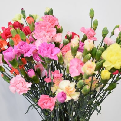 宮田村産『カーネーション』の花束(通常発送、11月～翌3月発送)