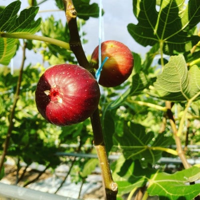 奈良県産ドライフルーツ～西本農園栽培乾燥いちじく葉で作ったお茶～[いちじくの葉茶]3袋セット