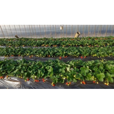 乾農園の古都華デラックス 2パックセット