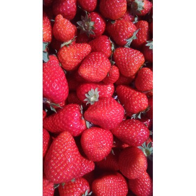 乾農園の古都華デラックス 2パックセット