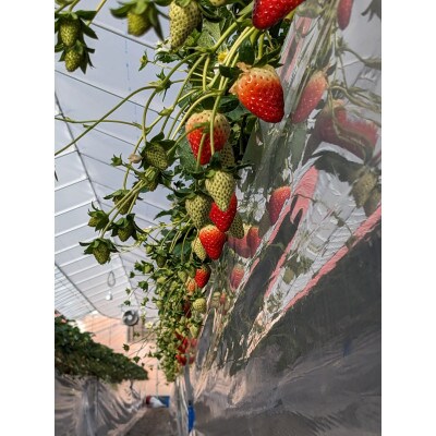 古都華　デラックス2パックセット