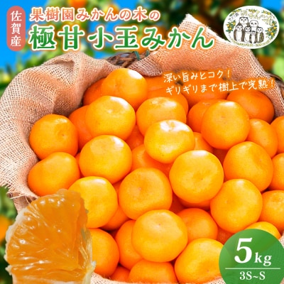 果樹園みかんの木の極甘小玉みかん 5kg　M33