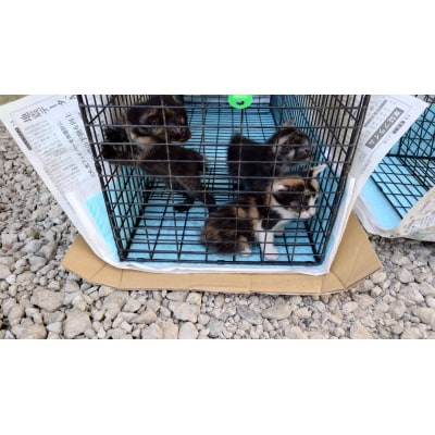 【10,000円】保護猫活動支援～望まれず生まれる命を無くし、行き場を失った猫たちの幸せ探し～