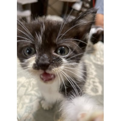 【10,000円】保護猫活動支援～望まれず生まれる命を無くし、行き場を失った猫たちの幸せ探し～